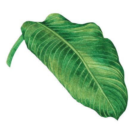 Watercolor painting green leaves,palm leaf isolated on white background.Watercolor hand painted illustration tropical,aloha exotic leaf for wallpaper vintage Hawaii style pattern.With clipping path.の写真素材