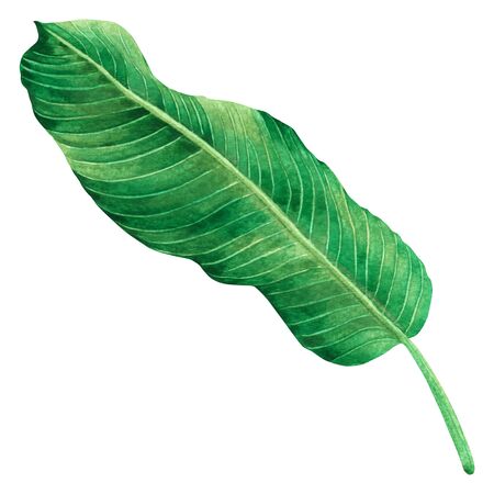 Watercolor painting green leaves,palm leaf isolated on white background.Watercolor hand painted illustration tropical,aloha exotic leaf for wallpaper vintage Hawaii style pattern.With clipping path.の写真素材