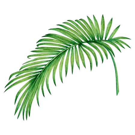 Watercolor painting coconut, palm leaf,green leave isolated on white background.Watercolor hand painted illustration tropical exotic leaf for wallpaper vintage Hawaii style pattern.With clipping pathの写真素材