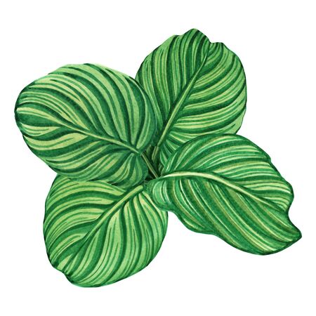Watercolor painting tropical,green leaves,palm leaf isolated on white background.Watercolor hand painted illustration tropical exotic leaf for wallpaper vintage Hawaii style pattern.の写真素材