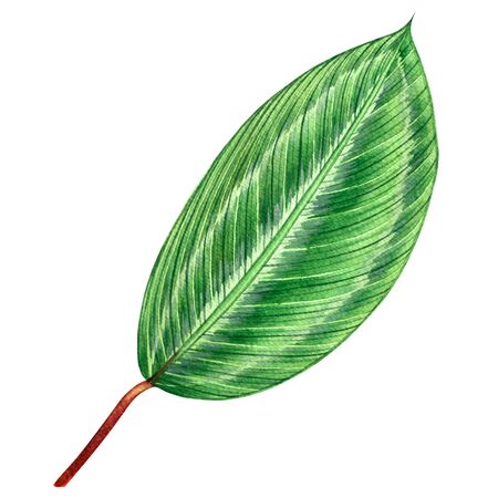 Watercolor painting green leaves,palm leaf isolated on white background.Watercolor hand drawn illustration tropical,aloha exotic leaf for wallpaper tree,jungle,Hawaii style pattern.With clipping path.の写真素材