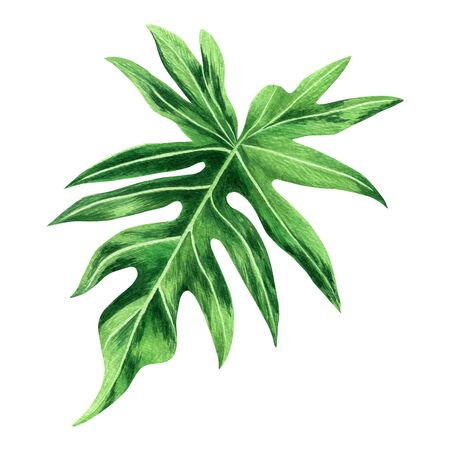 Watercolor painting fern green leaves,palm leaf isolated on white background.Watercolor hand drawn illustration tropical exotic leaf for wallpaper vintage Hawaii style pattern.With clipping path.の写真素材