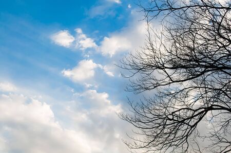 Blue sky with cloud and bough of tree. Beautiful natural of sky and tree abstract or background.
の写真素材