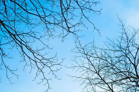 Blue sky with bough of tree. Beautiful natural of sky and tree abstract or background.
の写真素材