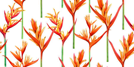 watercolor painting bird of paradise blooming flowers,colorful seamless pattern on white background.Watercolor hand drawn illustration tree tropical exotic leaf for wallpaper textile.の写真素材