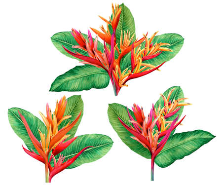 watercolor painting set bird of paradise blooming flowers isolated on white background.Illustration tropical exotic colorful flower for wallpaper summer hawaii style pattern.With clipping path.の写真素材