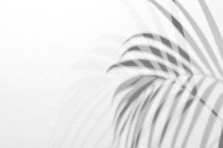 Light and shadow leaves,palm leaf on grunge white wall concrete background.Silhouette abstract...