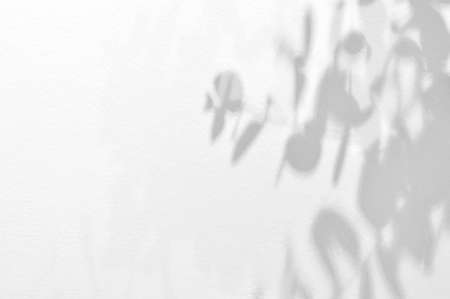 Light and shadow eucalyptus branches on grunge white wall concrete background.Silhouette abstract tropical leaf natural pattern for wallpaper, spring ,summer texture.Black and white blurred image.の写真素材