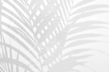 Light and shadow leaves,palm leaf on grunge white wall concrete background.Silhouette abstract tropical leaf natural pattern for wallpaper, spring ,summer texture.Black and white blurred image backdrop.の写真素材