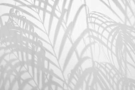 Light and shadow leaves,palm leaf overlay on grunge white wall concrete background.Silhouette abstract tropical leaf natural pattern for wallpaper,summer texture.Black and white blurred backdrop.の写真素材
