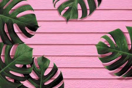 Tropical leaves monstera,green leaf with shadow on pink color synthetic wooden plank texture background.Flat lay,top view minimal illustration tropical exotic leaf,design,invitation,summer backdrop.の写真素材