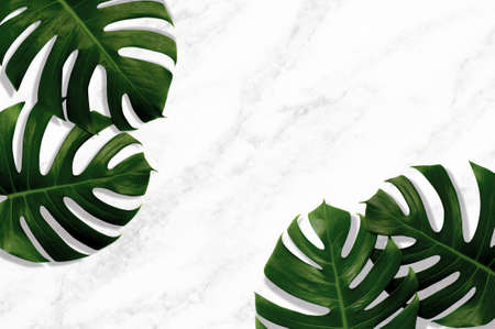 Tropical leaves monstera green leaf with shadow on white marble ,quartz texture background.Flat lay,top view natural color illustration tropical exotic leaf,design,invitation,save the date backdrop.の写真素材