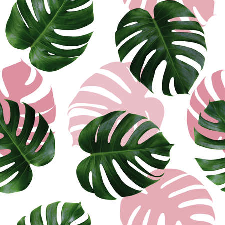 Tropical leaves monstera,green leaf with pink shadow on white background.Monstera seamless pattern colorful illustration pink leaf,tree tropical exotic leaf for wallpaper textile vintage Hawaii styleの写真素材