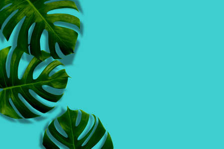 Tropical leaves monstera ,green leaf with shadow on blue background.Flat lay,top view pastel color illustration tropical exotic leaf,design,wedding invitation,backdrop or save the date.Space for textの写真素材