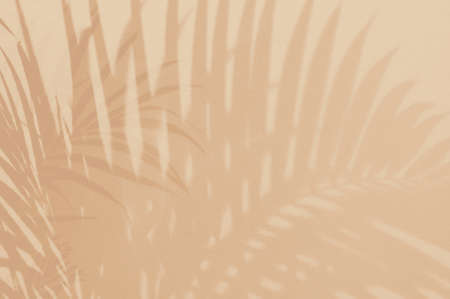 Light and shadow green leaves,palm leaf on sand color grunge wall concrete background.Silhouette...