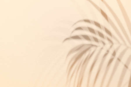 Light and shadow green leaves,palm leaf on sand color grunge wall concrete background.Silhouette flat lay abstract tropical leaf natural pattern summer texture with copy space.Soft image backdrop.の写真素材