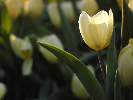 Tulip flowers in the midst of water droplets at twilight sunの写真素材