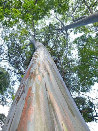 Very large eucalyptus の写真素材