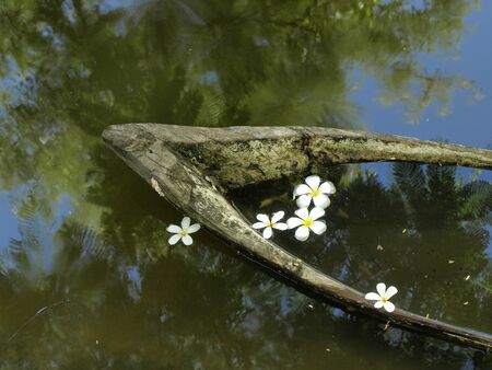 Floating flowers and boats be flush waterの写真素材
