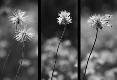 Beautiful wayside flowers. Worthless concept. Beautiful grass flowers. summer evening. Black and whiteの写真素材