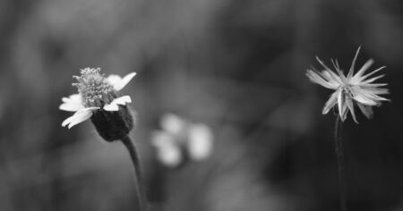 Beautiful wayside flowers. Worthless concept. Beautiful grass flowers. summer evening. Black and whiteの写真素材