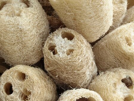 Natural loofah spongeの写真素材