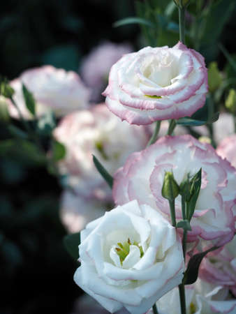 Lisianthus flower in gentle light garden. Eustoma. White flower with pink rim.の写真素材