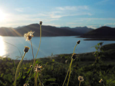 Beautiful wayside flowers. Worthless concept. Beautiful grass flowers. summer evening.の写真素材