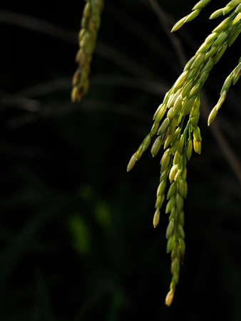 Thai rice seeds before harvest. ears of Thai jasmine rice.の写真素材