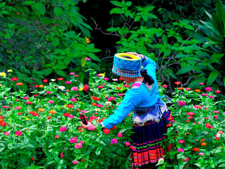 Hmong hill tribe women Take a selfie in the flower garden.の写真素材