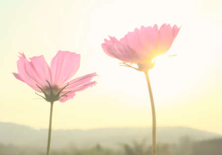 backlit cosmos in sunset. Color Trend 2022. Calming Coral.