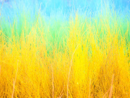 colorful soft background with branches. Colorful dry grass-dyed. Broom weed. Sida acuta Burm.f.の写真素材