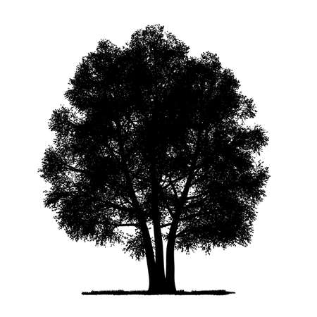 vector drawing of the tree - detailed vectorのイラスト素材