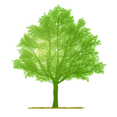 vector drawing of the tree - detailed vectorのイラスト素材