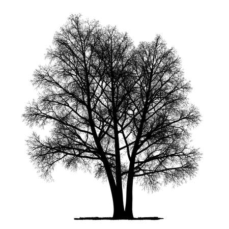 vector drawing of the tree - detailed vectorのイラスト素材