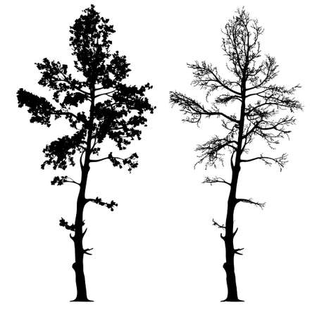 vector drawing of the tree - detailed vectorのイラスト素材