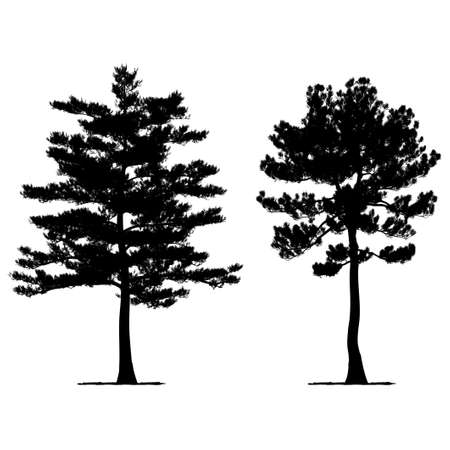 vector drawing of the tree - detailed vectorのイラスト素材