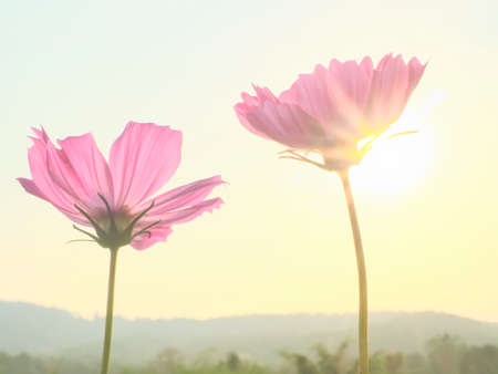 backlit cosmos in sunset. Color Trend 2022. Calming Coral.の写真素材