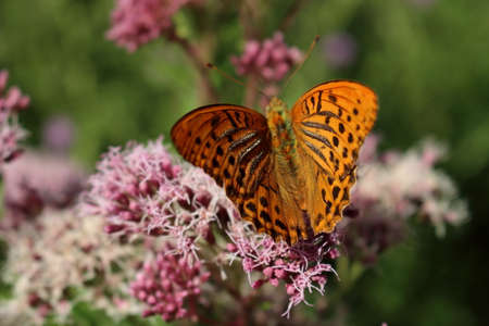 butterfly and flower in Breinig Rhineland Germany Europeの写真素材