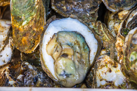 oyster seafood from Thailand Southeast Asiaの写真素材