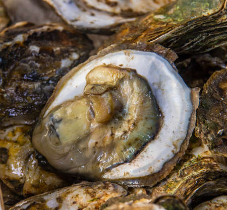 oyster seafood from Thailand Southeast Asiaの写真素材