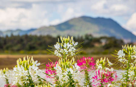 flower from Chiang Rai North Thailand Asiaの写真素材