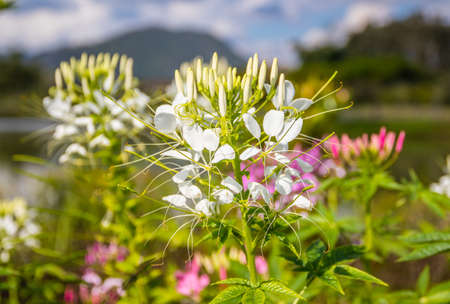 flower from Chiang Rai North Thailand Asiaの写真素材