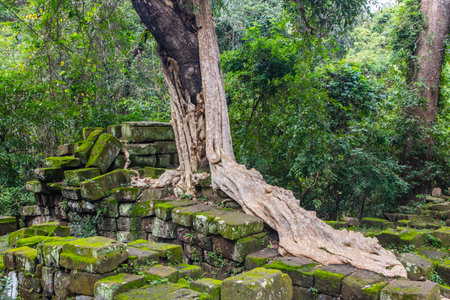 Tree roots from the Angkor Archaeological Park, located in northern Cambodia, Siem Reap