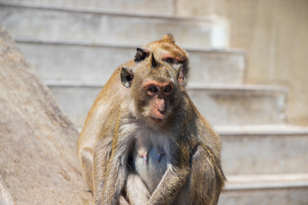 Thai Monkey in Thailand Southeast Asia