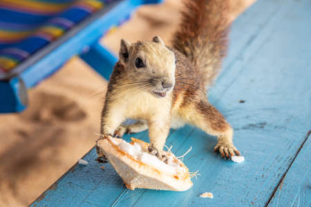 A squirrel with a young coconut on a beach in Thailand Asia
