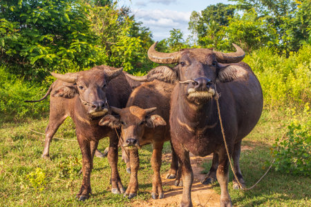 Water Buffalo in a Rice Field Thailand Southeast Asiaの写真素材
