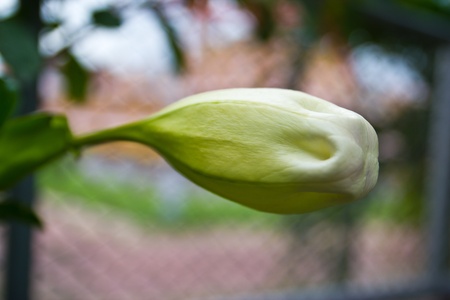 orchids garden , at wat charentomの写真素材