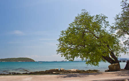 tree on the beach at seechung islandの写真素材