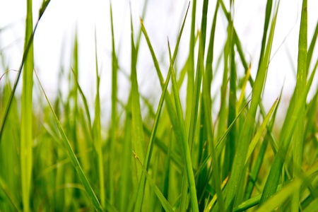 green grass